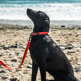 Mountain Paws Waterproof Dog Lead