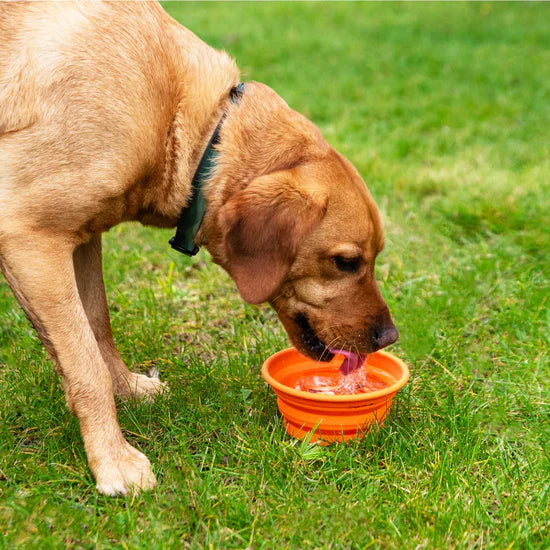 Mountain Paws Silicone Collapsible Dog Bowl